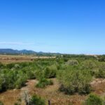 Blick Nach Santanyi