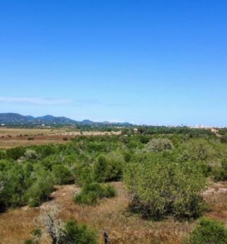 Blick nach Santanyi