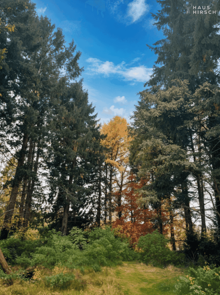 Blick aufs Grundstück