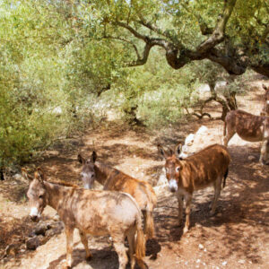 Boutique-Hotel-Can-Sull_Explore-Mallorca_Esel