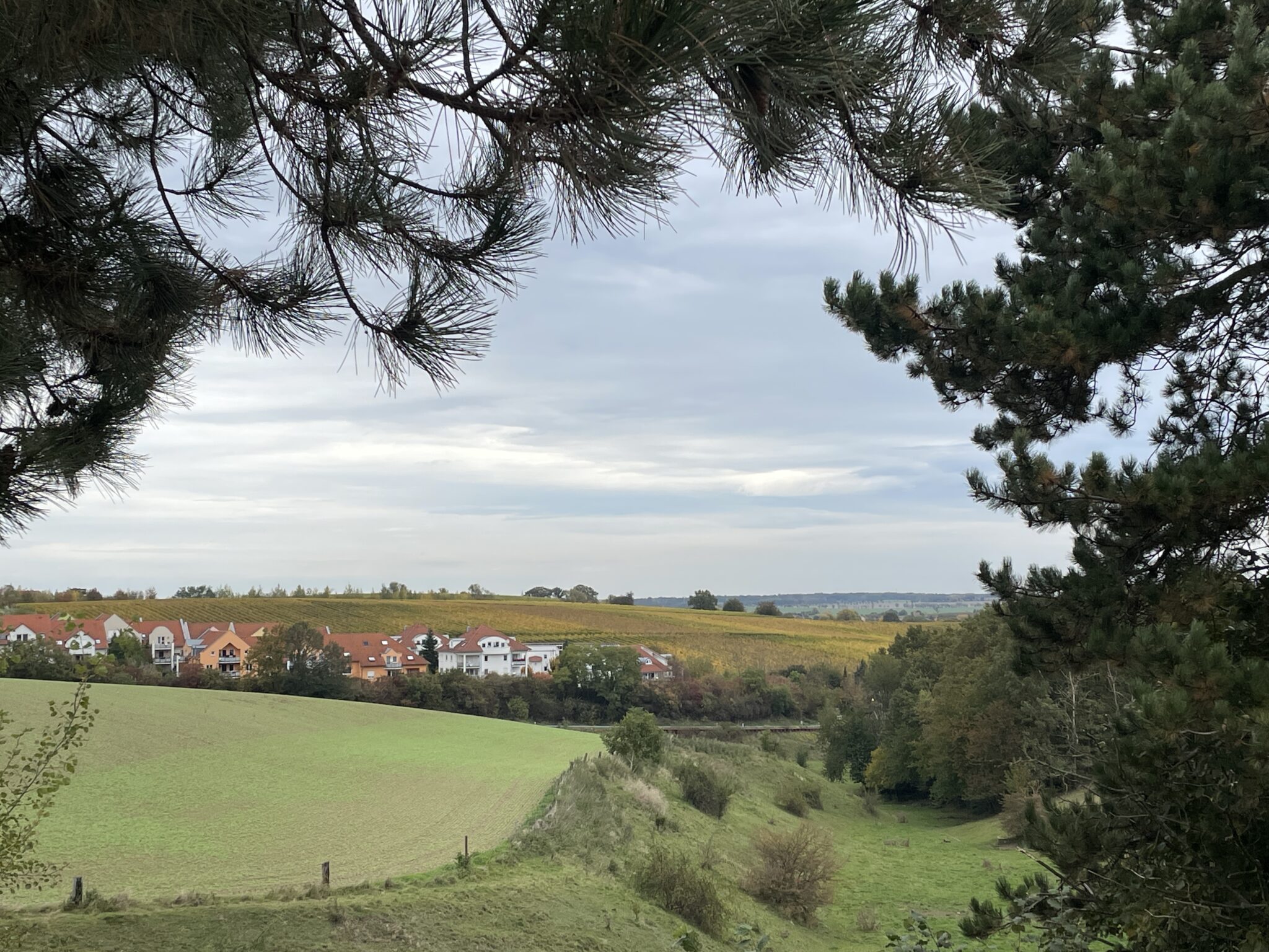 Blick auf Weinberge