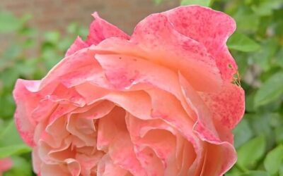 Garten Rose