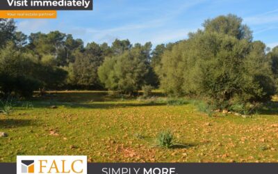 [Cover] Falc-Overlay-Image-%5Btime%5D.jpeg