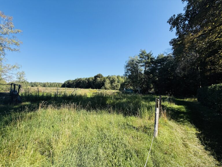 Blick in den Garten und Wald